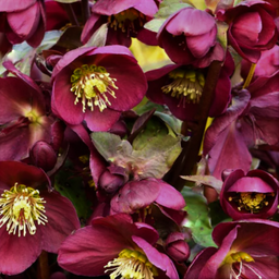helleborus_frostkiss_annas_red.png