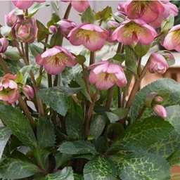 helleborus_frostkiss_dorothys_dawn.png