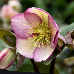 helleborus_frostkiss_glendas_gloss_.jpg