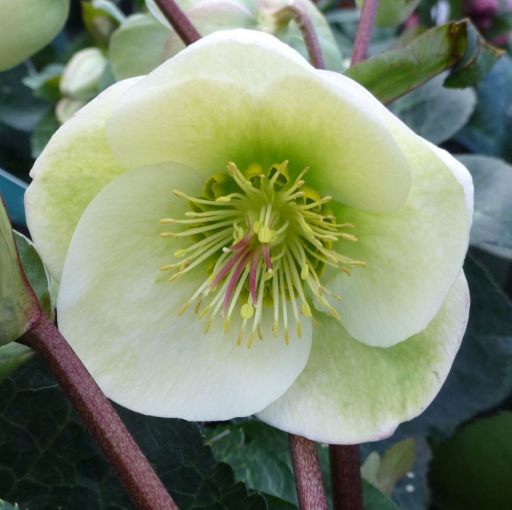 helleborus_frostkiss_moondance_.jpg