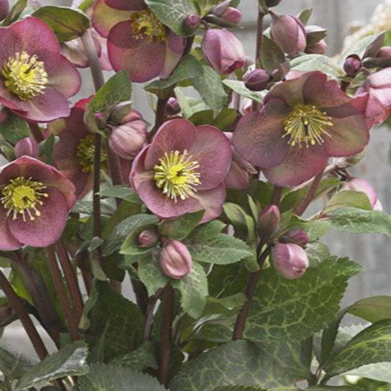 helleborus_frostkiss_pippas_purple.png