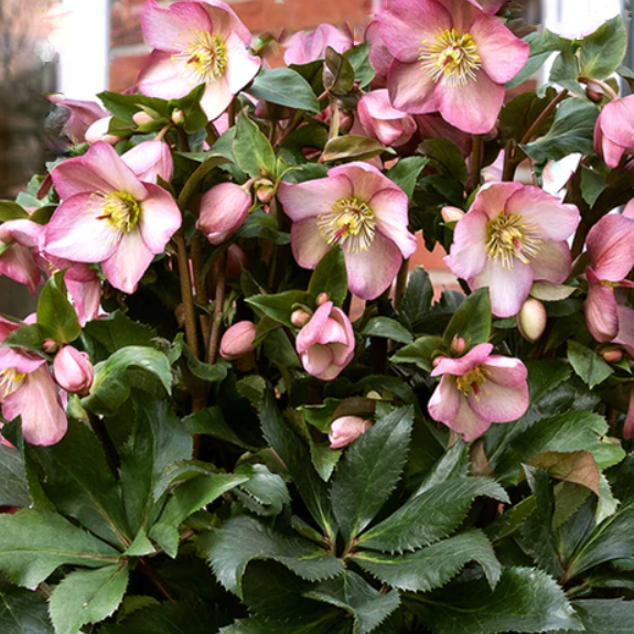 helleborus_ice_n_roses_pink.png