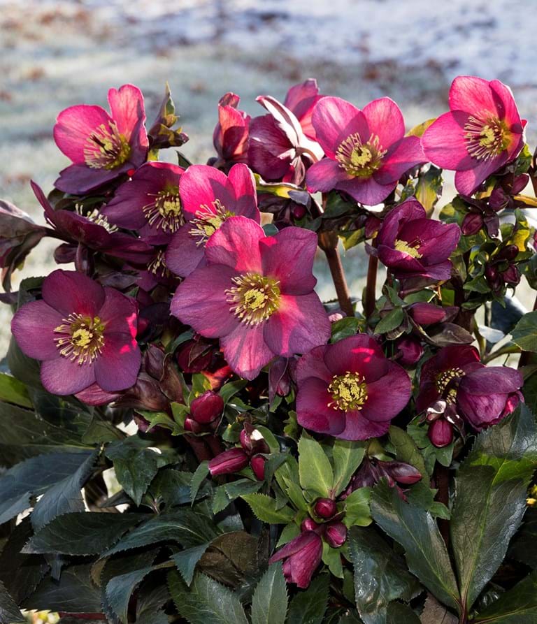 helleborus_ice_n_roses_red.jpg