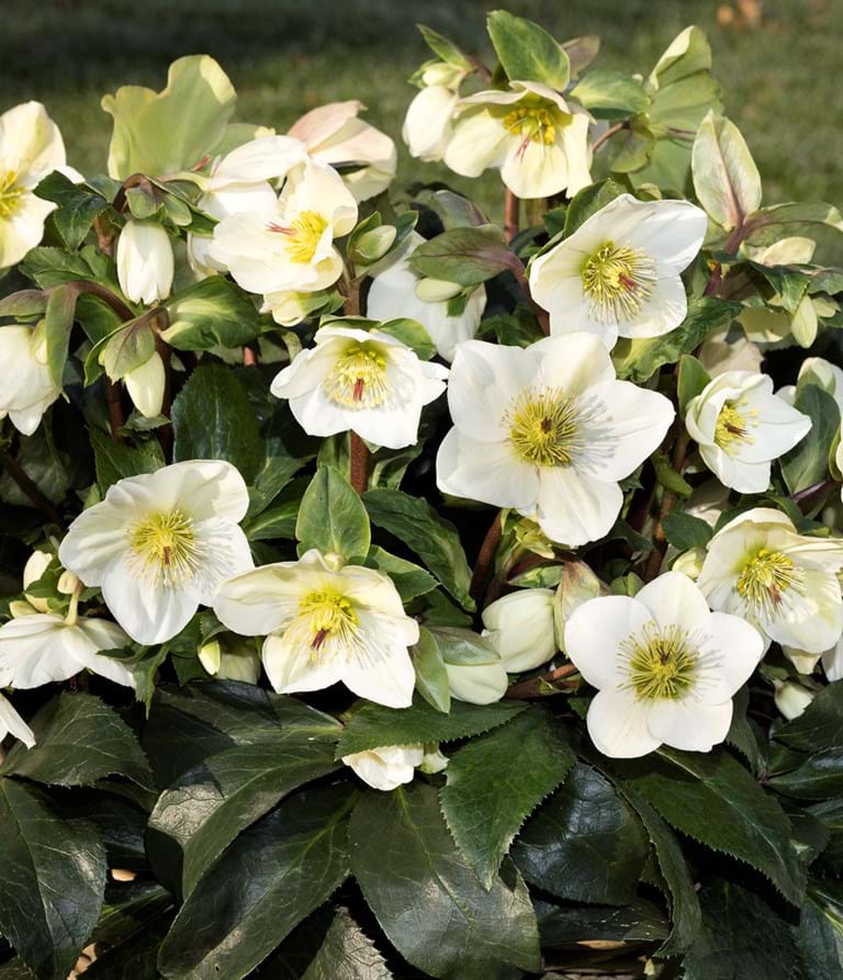 helleborus_ice_n_roses_white.jpg