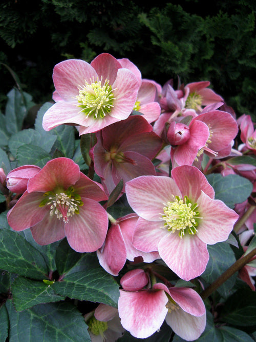 helleborus_merlin[1].jpg