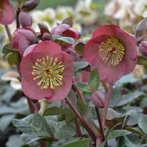 helleborus_pennys_pink[2].jpg