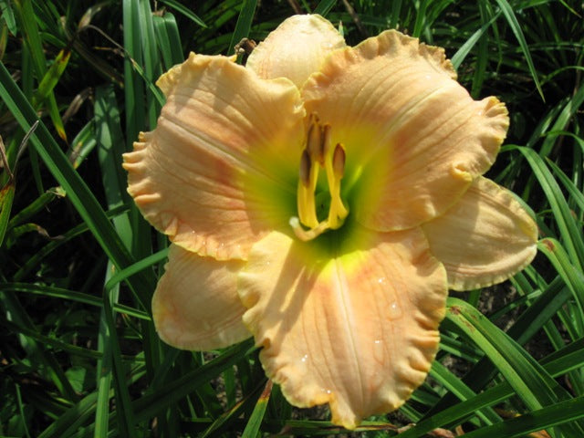 hemerocallis_elegant_candy[1].jpg