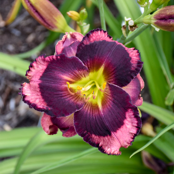 hemerocallis_storm_shelter.png