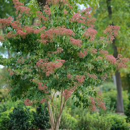 heptacodium_temple_of_bloom_.png