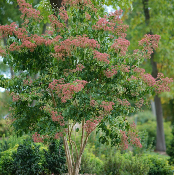 heptacodium_temple_of_bloom_.png