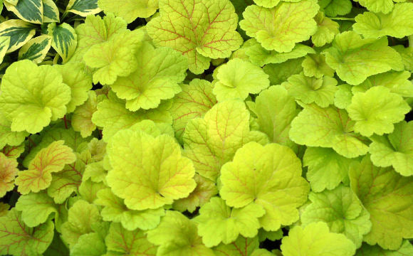 heuchera-electric-lime.jpg