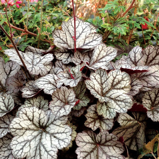heuchera%20glitter[1].jpg