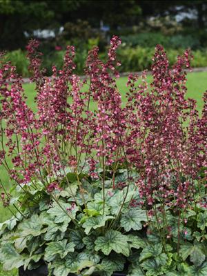 heuchera_berry_timeless[1].jpg