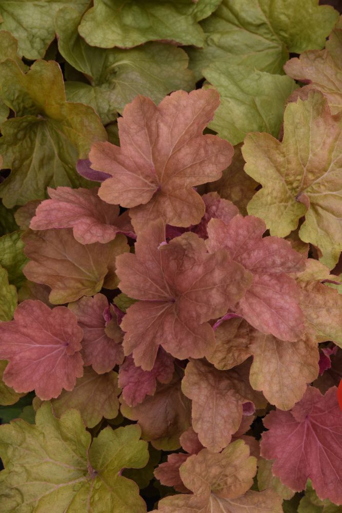 heuchera big top caramel apple leaves-ccdp.jpg