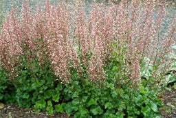 heuchera_champagne_bubbles[1].jpg