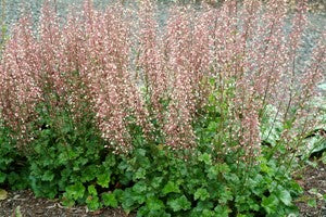 heuchera_champagne_bubbles[1].jpg