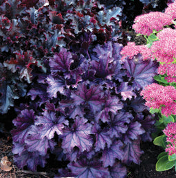 heuchera_forever_purple.jpg
