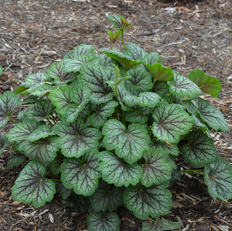 heuchera green spice.png