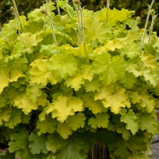 heuchera_lemon_love_.jpg