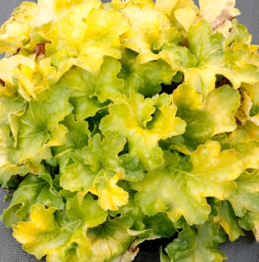heuchera_lemon_supreme_.jpg