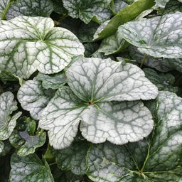 heuchera_longiflora_.jpg