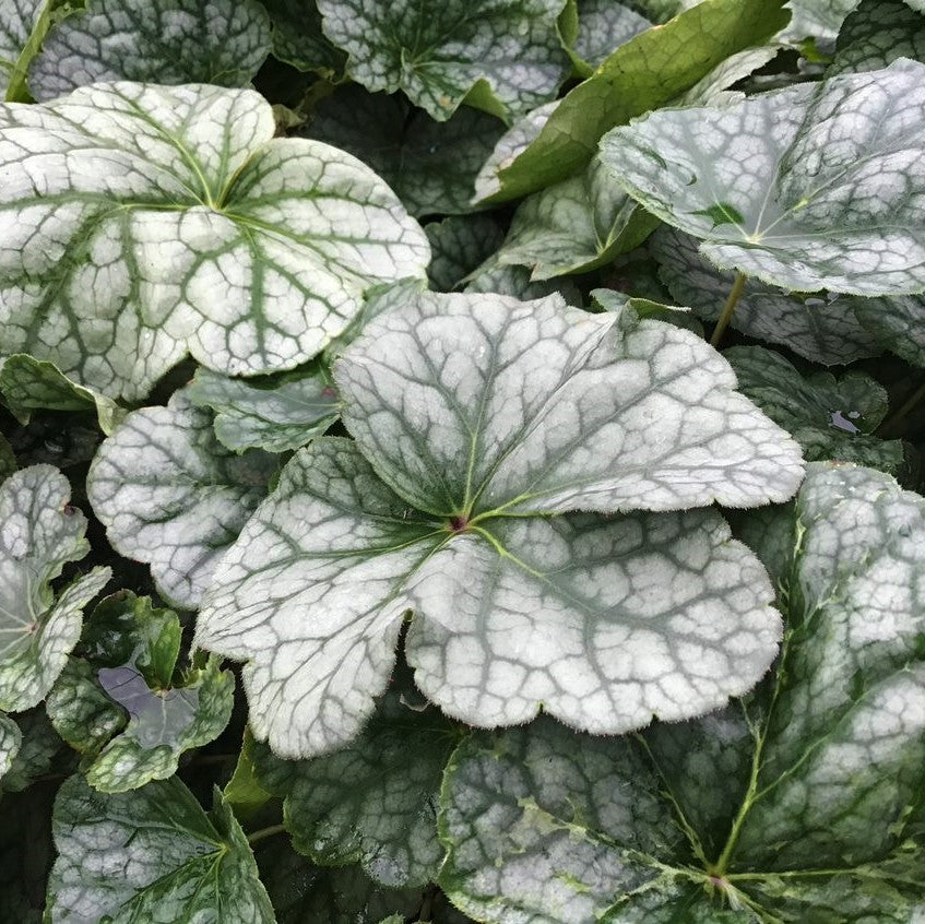 heuchera_longiflora_.jpg