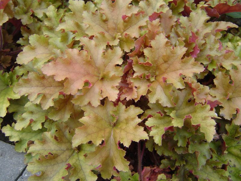 heuchera_marmalade[1].jpg