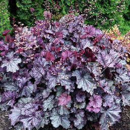 heuchera_northern_exposure_purple_.jpg