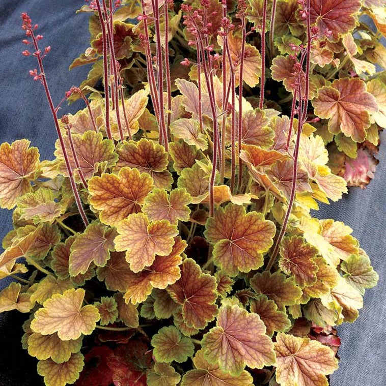 heuchera_northern_exposure_sienna_.jpg