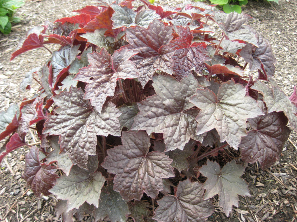 heuchera palace purple landscape.jpg