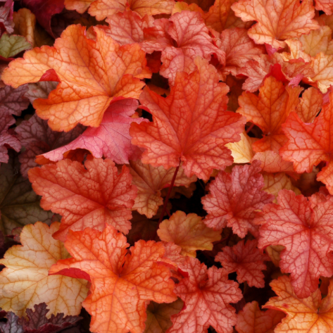 heuchera_paprika.png