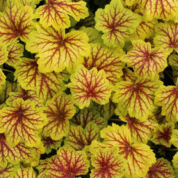 heuchera_red_lightning_.jpg