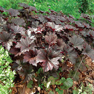heuchera v bronze wave.jpg