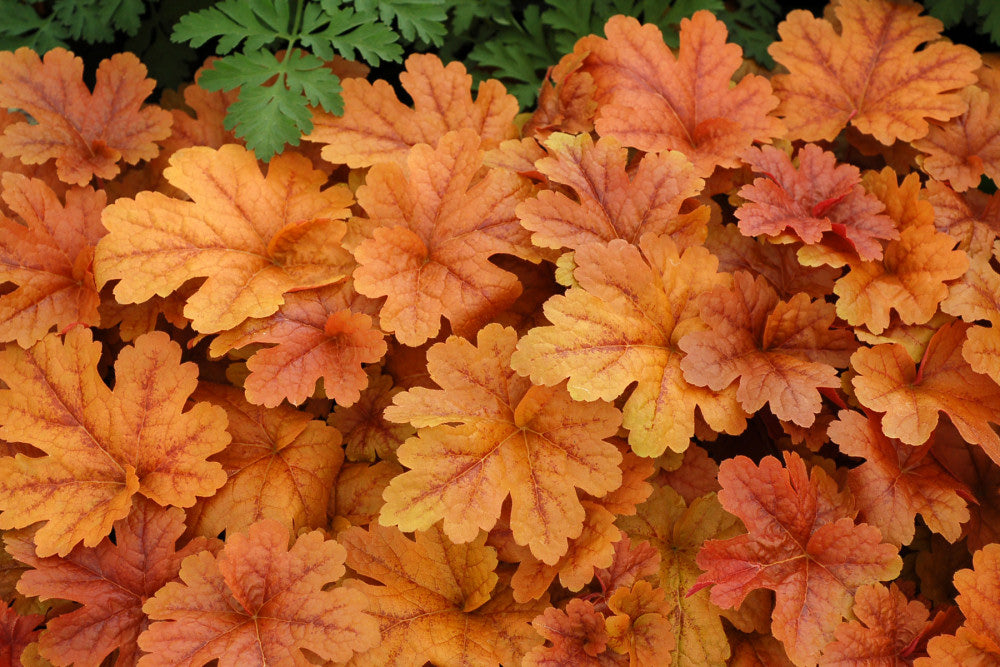 heucherella_buttered_rum_terra_nova.jpg