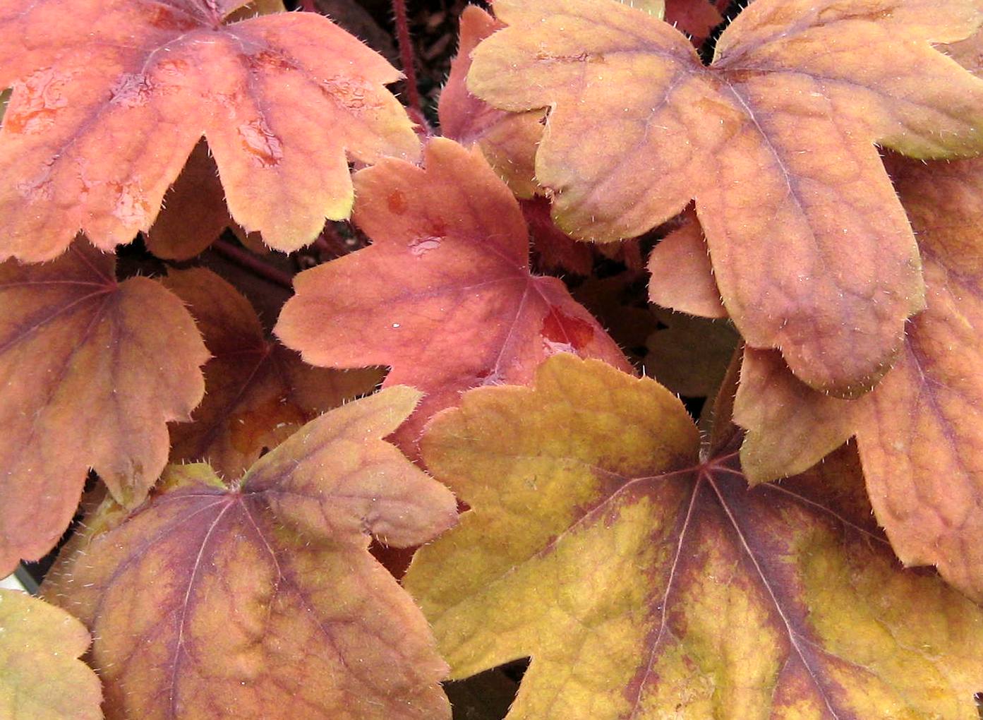 heucherella sweet tea.jpg