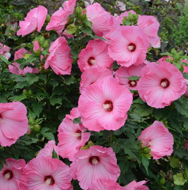 hibiscus_airbrush_effect.png