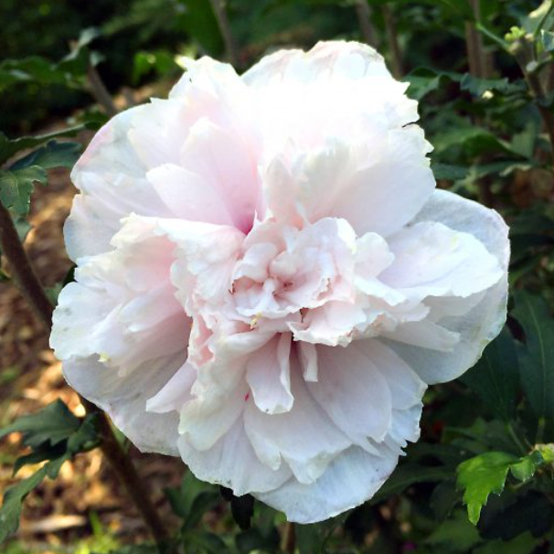 hibiscus cab blush.png
