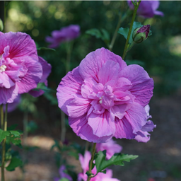 hibiscus dark lav chiffon.png