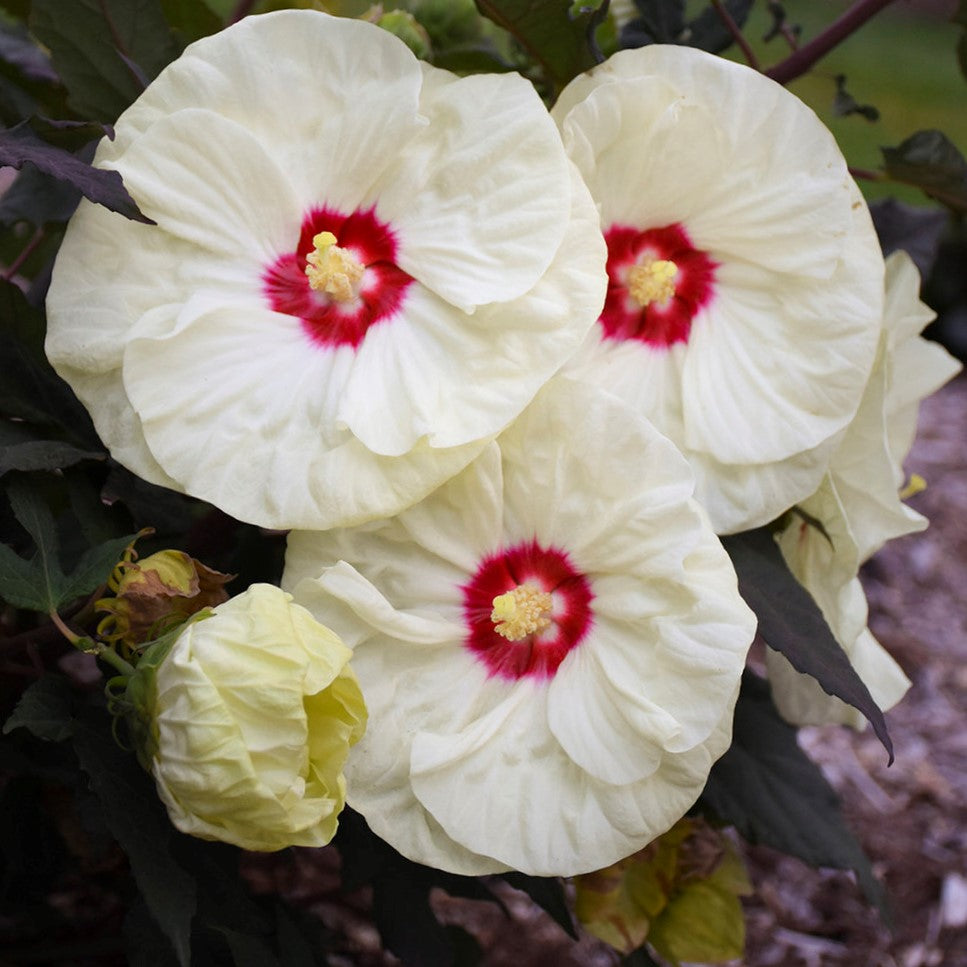 hibiscus_french_vanilla 234.jpg