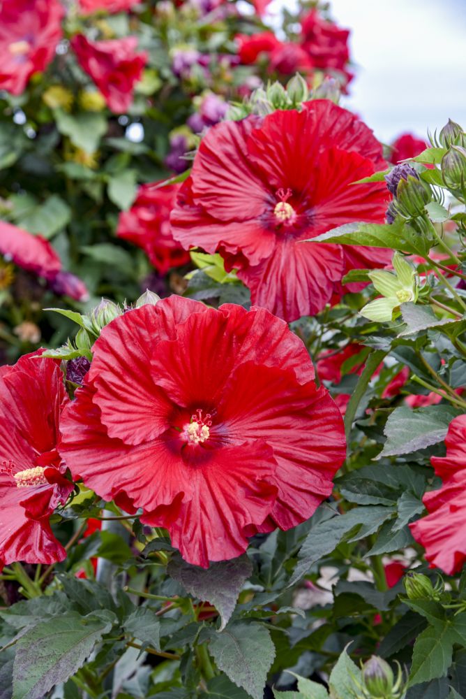 hibiscus_garnet_globes_apj23_4-ccpw.jpg