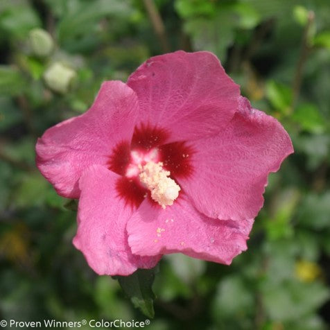 hibiscus_lil_kim_red[1].jpg
