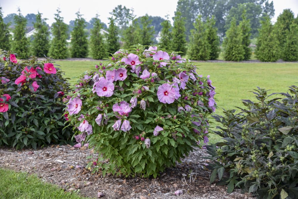 hibiscus_lilac_crush.jpg