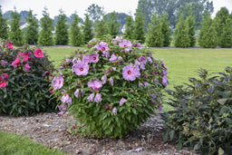 hibiscus_lilac_crush.jpg