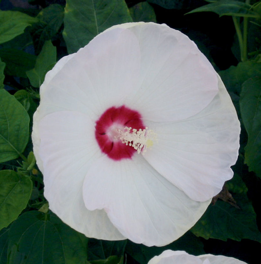hibiscus luna white.jpg