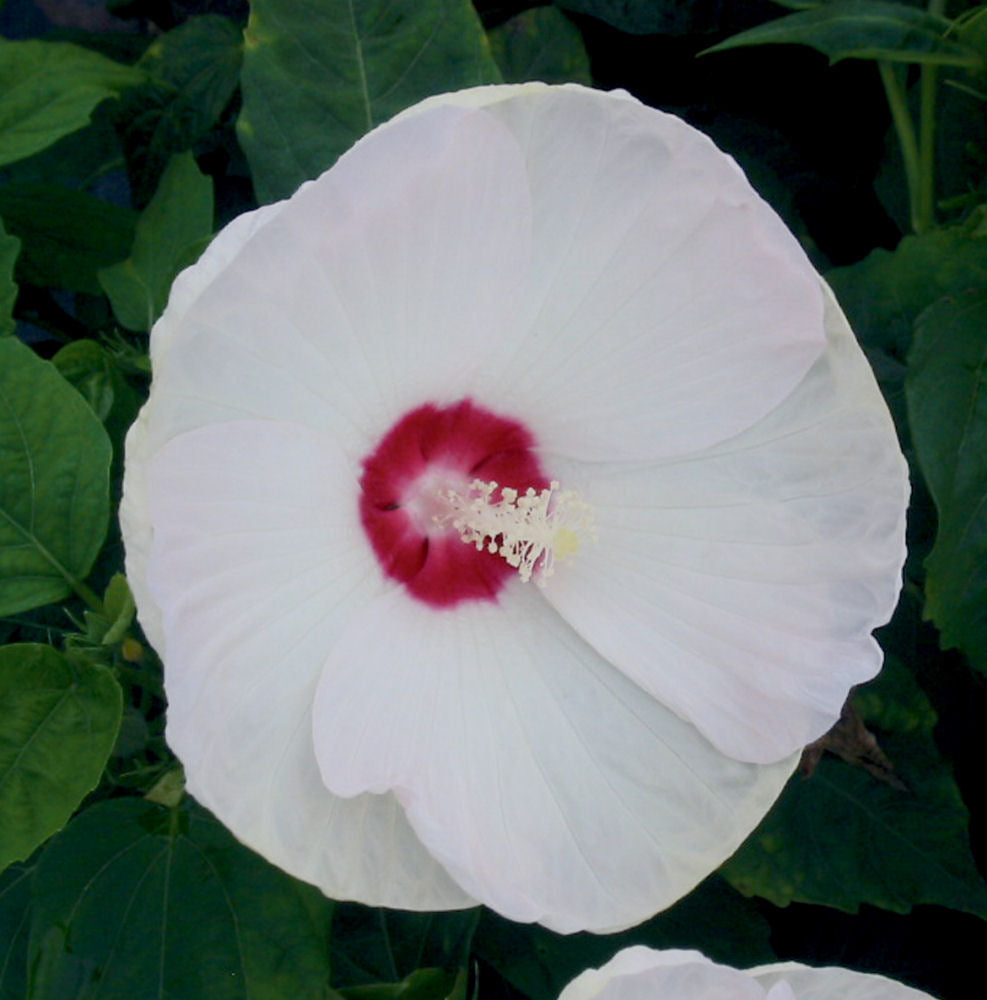 hibiscus luna white.jpg