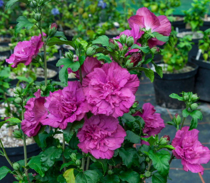 hibiscus_magenta_chiffon_.png