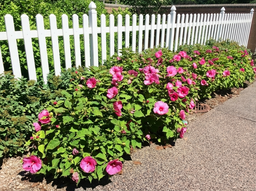 hibiscus_mo_luna_rose_fence_04072026.png