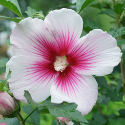 hibiscus para pink ink.png