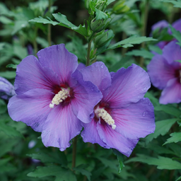 hibiscus para violet.png