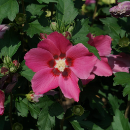 hibiscus_paraplu_rouge_.png